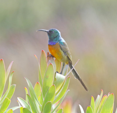 Orange-breasted Sunbird - male_9491.jpg