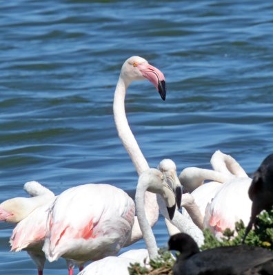 Greater Flamingo_0089.jpg