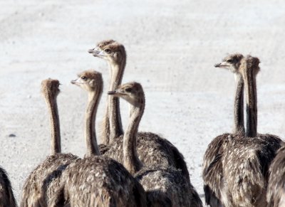 Common Ostrich - flock of juveniles_3436.jpg