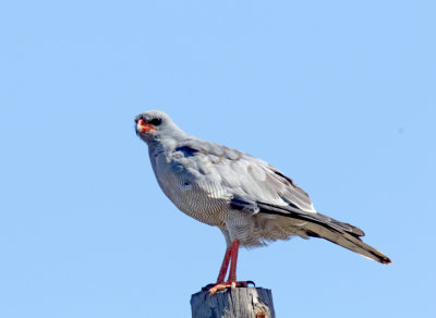 Pale Chanting Goshawk_2992.jpg