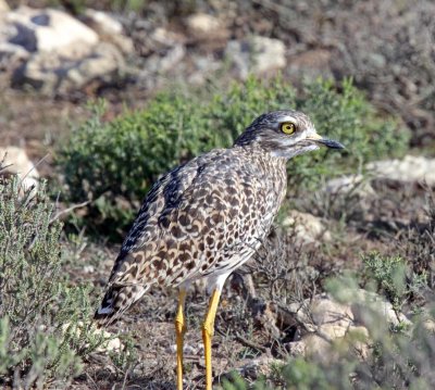 Stone Curlews and Thick Knees