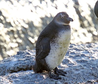African Penguin - juvenile_9101.jpg