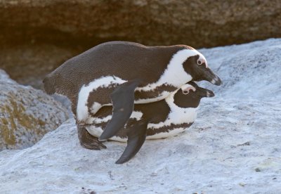 African Penguin - copulating_9080.jpg