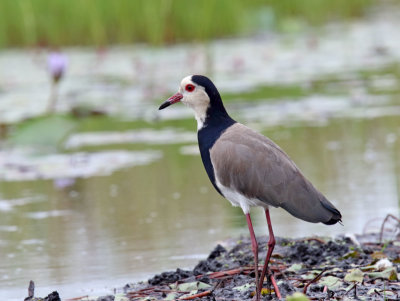 Long-toed Lapwing_5718.jpg