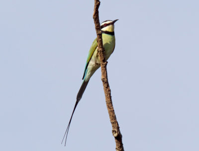 White-throated Bee-eater - juvenile_4565.jpg