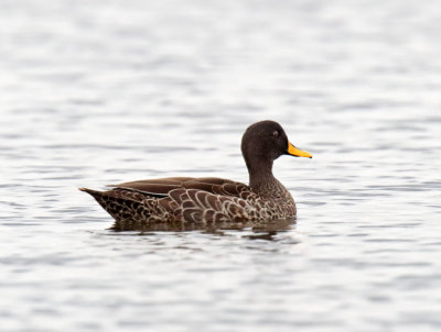 Yellow-billed Duck_5183.jpg