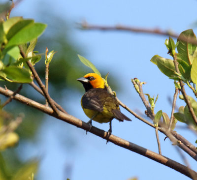 Black-necked Weaver - male_4721.jpg