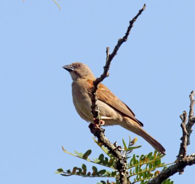 Northern Gray-headed Sparrow_4524.jpg