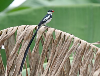 Pin-tailed Whydah - male_6004.jpg