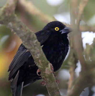 Veillot's Black Weaver_5102.jpg