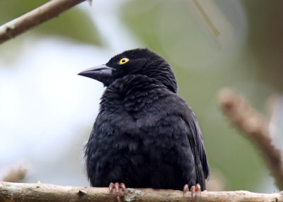 Veillot's Black Weaver_5853.jpg