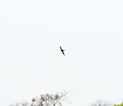 African Palm Swift_5569.jpg