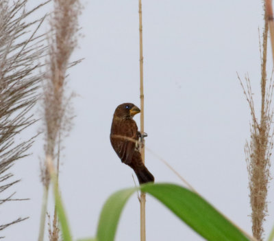 Thick-billed Weaver - female_5074.jpg