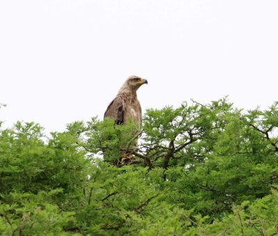 Tawny Eagle_6272.jpg