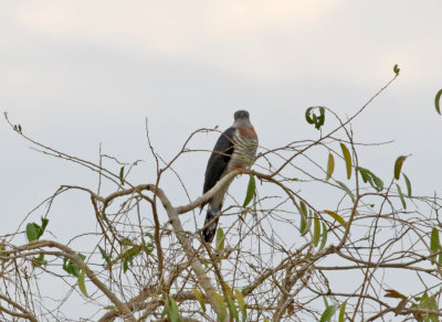 Red-chested Cuckoo_8468.jpg