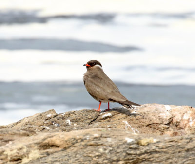 Rock Pratincole_8307.jpg