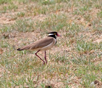 Black-headed Lapwing_7516.jpg