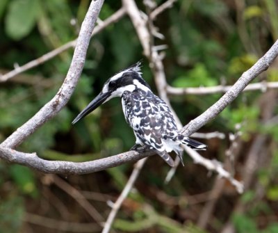 Pied Kingfisher_7994.jpg