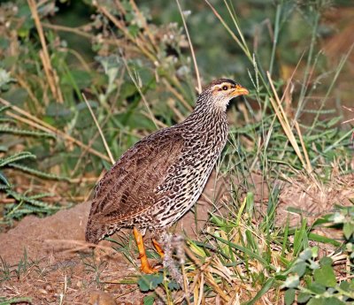 Heuglin's Spurfowl_5883.jpg