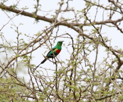 Beautiful Sunbird - male_7688.jpg