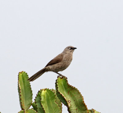 Brown Babbler_0429.jpg