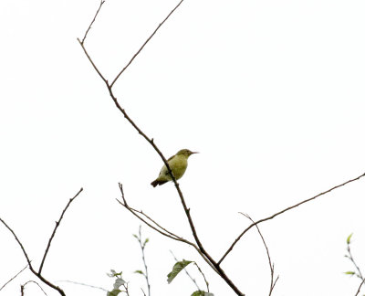 Little Green Sunbird_9312.jpg