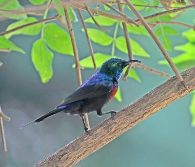 Red-chested Sunbird - male_0303.jpg