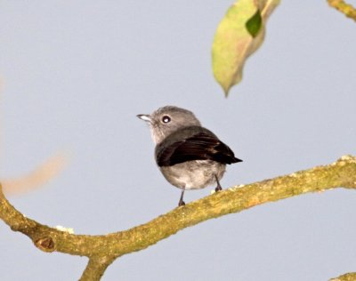 Dusky Blue Flycatcher_9689.jpg