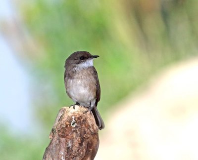 Swamp Flycatcher_0244.jpg