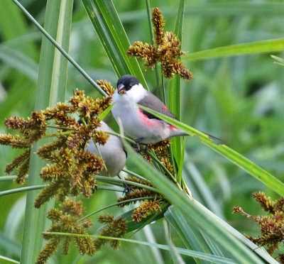 Black-crowned Waxbill_0009.jpg