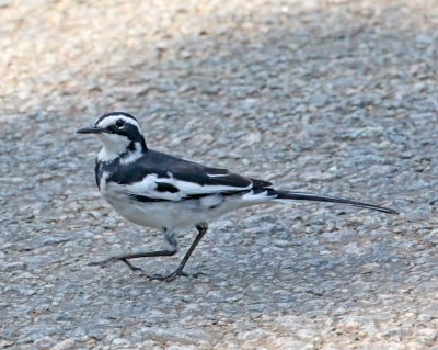 African Pied Wagtail_9214.jpg