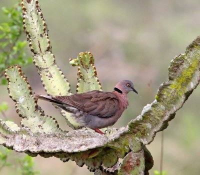 Mourning Collared Dove_1273.jpg