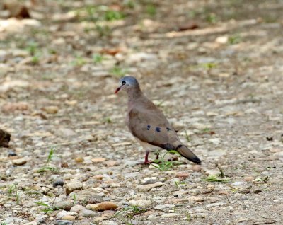Blue-spotted Wood-Dove_2200.jpg