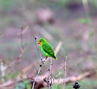 Red-headed Lovebird_1928.jpg