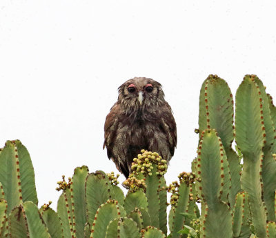 Verreaux's Eagle-Owl_0731.jpg