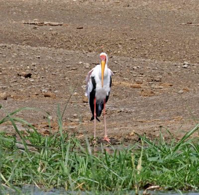 Yellow-billed Stork_1642.jpg