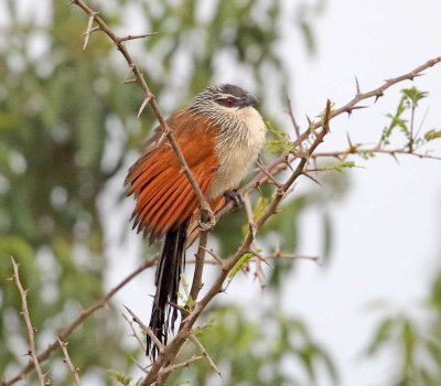 White-browed Coucal_0538.jpg