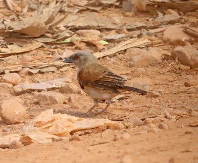 Northern Gray-headed Sparrow_2357.jpg