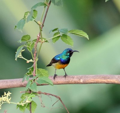 Variable Sunbird - male_2395.jpg