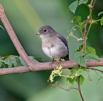 White-eyed Slaty Flycacher_2374.jpg