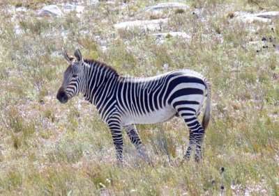Cape Mountain Zebra_9590.jpg