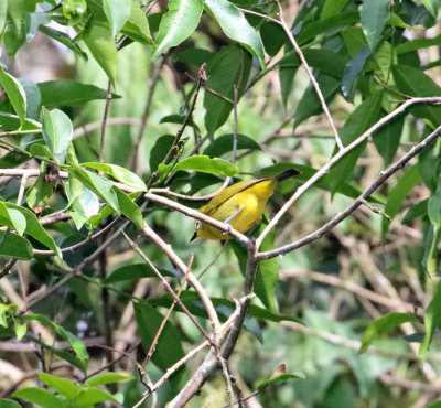 Northern Yellow White-eye_2871.jpg