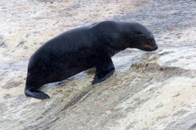 Cape Fur Seal - pup_2012.jpg