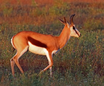 Springbok_3152.jpg