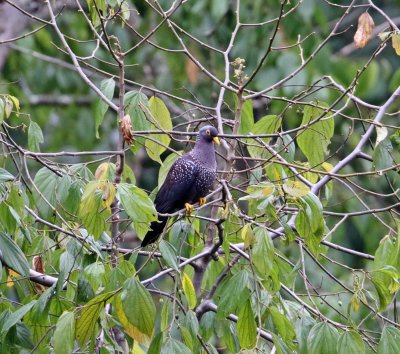 African Olive Pigeon_3147.jpg