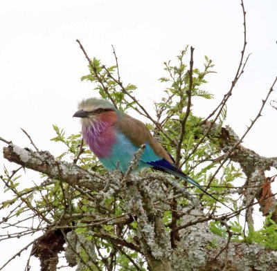 Lilac-breasted Roller_5352.jpg