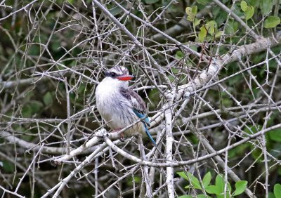 Striped Kingfisher_4713.jpg