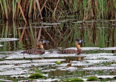 White-backed Duck_4530.jpg