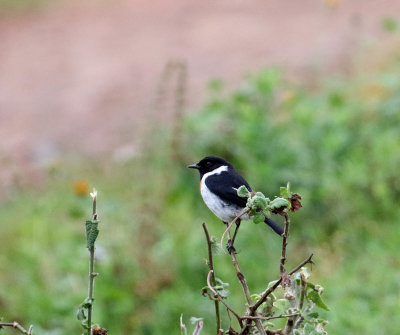African Stonechat - male_3079.jpg