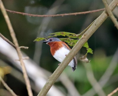 Chestnut Wattle-eye - female_3904.jpg